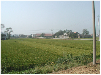 rice field-Taihu-Teubner