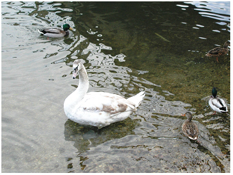 AlteDonau-Teubner