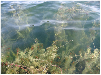 AlteDonau-Teubner_Tausendblatt-Myriophyllum_spicatum-Spiked_Water-milfoil