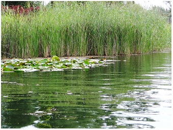 AlteDonau-Teubner