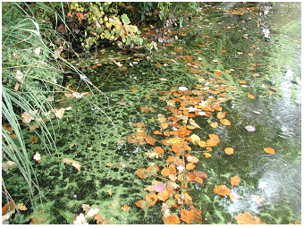 Aphanizomenon-Microcystis-Anabaena-Bergknappweiher-Teubner