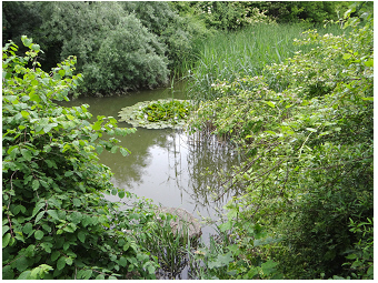 Pond-BiotopAuersthal-Teubner