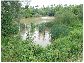 BiotopAuersthal-Teubner