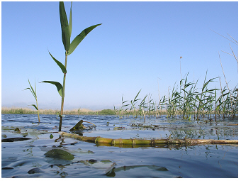 Danube-Teubner