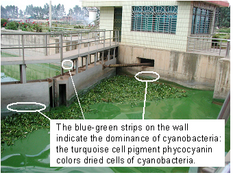 Microcystis-Dianchi-Teubner