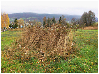 Mondsee-Teubner