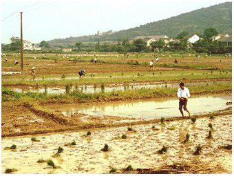 Reisfeld-Taihu-Teubner