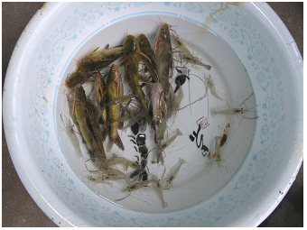 freshwater shrimps-Taihu-Teubner